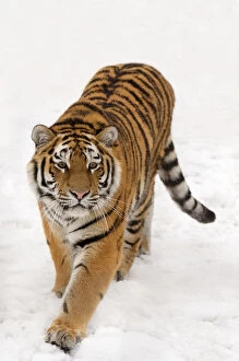 Tigers Gallery: RF- Portrait of Siberian tiger (Panthera tigris altaica) walking in snow, captive