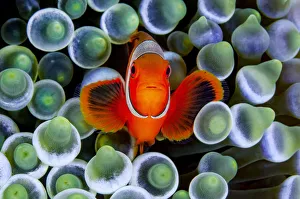 Misool Prints: RF - Portrait of Spinecheek anemonefish (Premnas biaculeatus