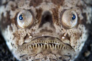 Alex Mustard 2021 Update Prints: RF - A portrait of a stargazer (Uranoscopus sulphureus) lying in ambush in the sand