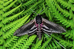 Fern Prints: RF - Privet hawkmoth (Sphinx ligustri) resting on ferns