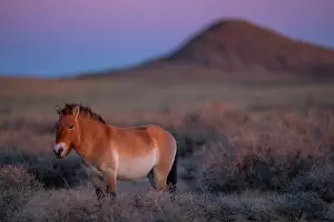 Steppe Prints: RF - Przewalski's horse (Equus ferus przewalskii) standing in grassland