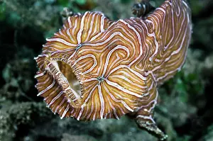 Moluccas Prints: RF - Psychedelic frogfish (Histiophryne psychedelica) portrait
