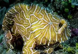 Moluccas Prints: RF - Psychedelic frogfish (Histiophryne psychedelica) resting on seabed