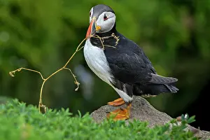 Fratercula Prints: RF - Puffin (Fratercula arctica) collecting nesting material