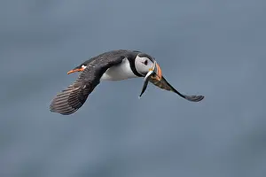Fratercula Prints: RF - Puffin (Fratercula arctica) in flight