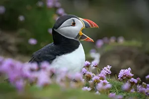 Fratercula Prints: RF - Puffin (Fratercula arctica) perched among Sea thrift (Armeria maritima) calling