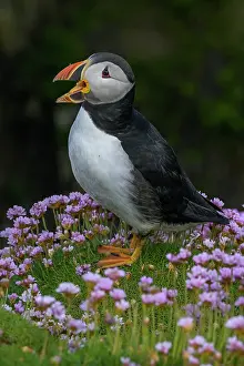 Fratercula Prints: RF - Puffin (Fratercula arctica) perched among Sea thrift (Armeria maritima) calling