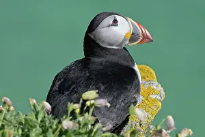 Fratercula Prints: RF - Puffin (Fratercula arctica) portrait