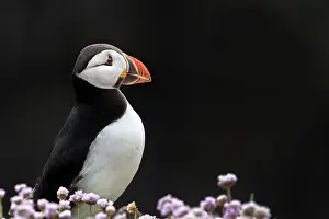 Fratercula Prints: RF - Puffin (Fratercula arctica) portrait