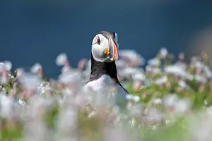 Fratercula Prints: RF - Puffin (Fratercula arctica) standing among Bladder campion (Silene vulgaris)