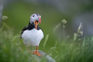 Yawning Prints: RF - Puffin (Fratercula arctica) standing on rock