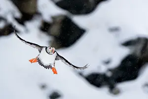 Hornoya Prints: RF - Puffin (Fratercula artica) taking flight in winter conditions with snow in background