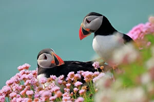 Armeria Collection: RF - Puffins (Fratercula arctica) pair, resting on cliffside among flowering Sea thrift