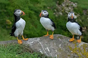 Fratercula Prints: RF - Three Puffins (Fratercula arctica) perched on a rock