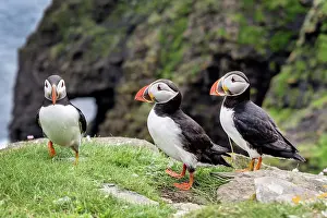 Fratercula Prints: RF - Three Puffins (Fratercula arctica) standing on cliff top