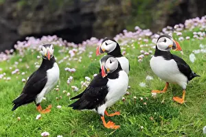 Fratercula Prints: RF - Four Puffins (Fratercula arctica) standing on grassy cliff top with pink flowers