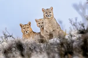 Chile Prints: RF - Puma (Puma concolor) female