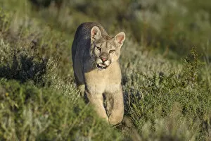 2019 December Highlights Collection: RF - Puma (Puma concolor puma), young male walking on hillside near Torres del Paine National Park