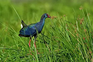 Swamphen Prints: RF - Purple gallinule (Porphyrio porphyrio) juvenile