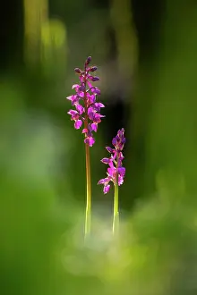 Lilianae Prints: RF - Purple orchids (Orchis mascula) in flower