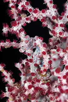 Syngnathidae Prints: RF - Pygmy seahorse (Hippocampus bargibanti) camouflaged on a Sea fan (Muricella sp)