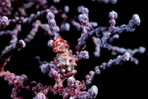 Small Prints: RF - Pygmy seahorse (Hippocampus bargibanti) camouflaged on a Sea fan (Muricella sp)