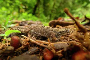 Lizard Prints: RF - Pygmy stump-tailed chameleon (Brookesia tuberculata) foraging on forest floor
