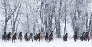 Large Group Gallery: RF- Quarter horses running in snow at ranch, Shell, Wyoming, USA, February