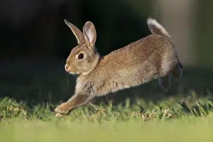 Leporidae Prints: RF - Rabbit (Oryctolagus cuniculus) juvenile