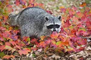 Animal Hair Gallery: RF - Raccoon (Procyon lotor) in autumn foliage. Connecticut, USA. October