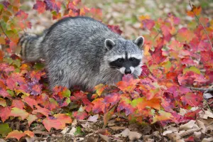Images Dated 2015 October: 22 Oct 2015