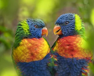 RF - Rainbow lorikeet (Trichoglossus moluccanus) portrait, captive, with digitally