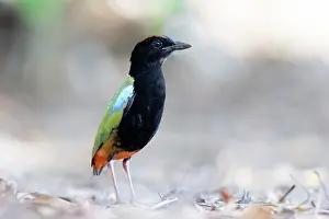Pitta Prints: RF - Rainbow pitta (Pitta iris) portrait