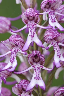 Ross Hoddinott Collection: RF- Rare Monkey / Lady hybrid orchid (Orchis simia x purpurea)