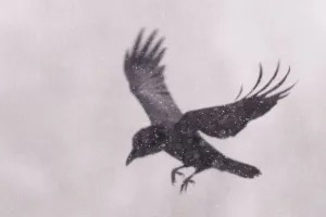 Sweden Prints: RF - Raven (Corvus corax) landing Vitbergets Nature Reserve, Vasterbotten