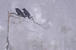 RF - Two Raven (Corvus corax) perched in tree, Vitbergets Nature Reserve, Vasterbotten