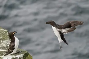 Calling Prints: RF - Razorbill (Alca Torda) greeting its partner landing on rock ledge