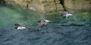 Sutherland Prints: RF - Razorbills (Alca Torda) in flight