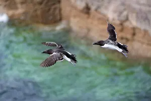 Sutherland Prints: RF - Two Razorbills (Alca torda) in flight