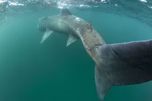 Images Dated 30th June 2011: RF- Rear view of Basking shark (Cetorhinus maximus) feeding on plankton, visible