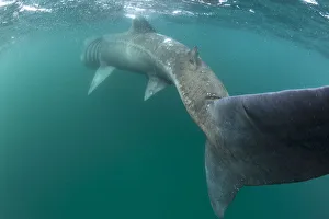 Tail Fin Prints: RF- Rear view of Basking shark (Cetorhinus maximus) feeding on plankton, visible
