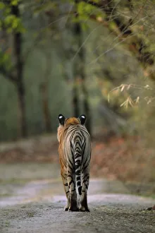 RF- Rear view of male Bengal tiger (Panthera tigris tigris) walking on track