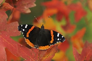 RF- Red Admiral butterfly (Vanessa atalanta) perched on Bigtooth Maple (Acer grandidentatum)