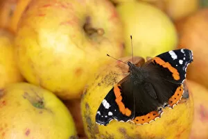 Autumn Update Gallery: RF - Red admiral butterfly (Vanessa atalanta) feeding on rotten apples