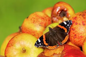 Fourfooted Butterfly Prints: RF - Red admiral butterfly (Vanessa atalanta) feeding on windfall apples during autumn