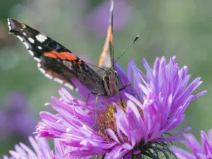Aster Prints: RF - Red admiral butterfly (Vanessa atalanta) on Michaelmas daises (Aster amellus) in autumn