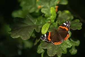 Papilionoidea Prints: RF - Red admiral butterfly (Vanessa atalanta) resting on Oak leaves