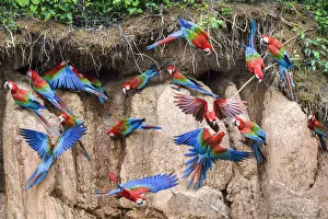 Busy Prints: RF - Red-and-green macaw (Ara chloropterus) flock feeding and flying. Wall of clay lick