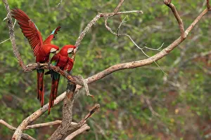 Pantanal Prints: RF - Two Red-and-green macaws (Ara chloropterus) perched in a tree