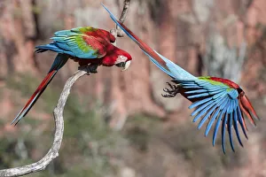 Departure Prints: RF - Red-and-green macaws (Ara chloropterus) two with one taking off